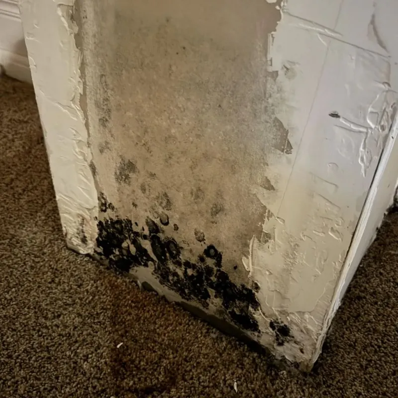 Professional Mold Removal in Beulah, ND